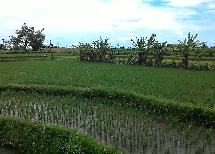 Griya Bun Sari Sukawati