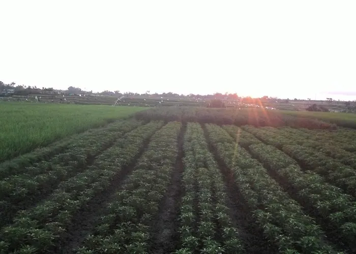 Griya Bun Sari